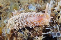 Aeolidia papillosa lesma do mar — Fotografia de Stock