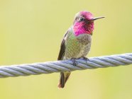 Anna colibrí sentado en el cable - foto de stock