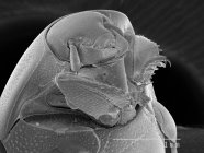 Käfer mit Schuppenlineal — Stockfoto