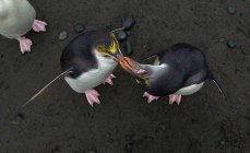 Pinguins reais compartilhando alimentos — Fotografia de Stock