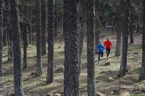 Hombres corriendo en el bosque - foto de stock