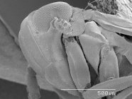 Testa di planthopper con regolo in scala — Foto stock