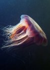 Медуза-львиная грива плавает под водой — стоковое фото