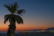 Palm tree on beach at sunset — Stock Photo