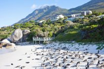Afrikanische Pinguine am Strand von Geröll — Stockfoto