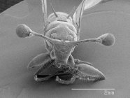 Стебло очей муха з масштабованим правилом — стокове фото