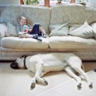 Menina no sofá e cão — Fotografia de Stock