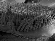 Piernas de escarabajo de buceo con regla de escala - foto de stock