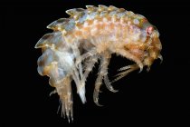 Gammarellus homari amphipoda su nero — Foto stock