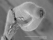Tarscus mosca colgante con regla de escala - foto de stock