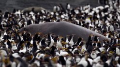 Королівські пінгвіни, що оточують морський слон — стокове фото