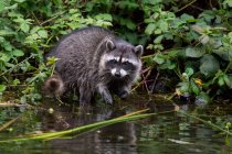 Raccoon sitting near water — Stock Photo
