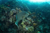 Jorobado wrasse flotando en los arrecifes - foto de stock