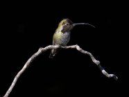 Anna colibrì seduta sul ramoscello — Foto stock
