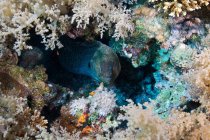 Moray gigante escondido em corais — Fotografia de Stock