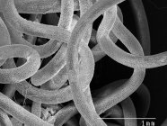 Wurmparasiten mit Schuppenregel — Stockfoto