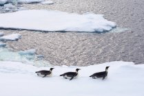 Імператорські пінгвіни, що ходять по айсбергу — стокове фото