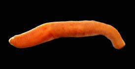 Ленточный червь немертея — стоковое фото