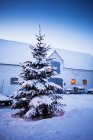 Fir-tree covered with snow outdoors — Stock Photo
