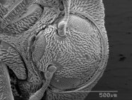 Vista ampliada da cabeça escamosa do besouro — Fotografia de Stock