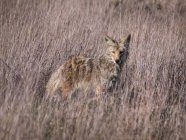 Wild coyote standing in field — Stock Photo