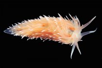 Coryphella polaris babosa marina - foto de stock