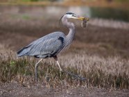 Great blue heron with gopher in beak — Stock Photo