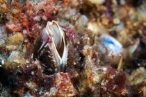Balanus barnacle on ocean bottom — Stock Photo