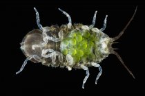 Jaera albifrons beetle with green eggs — Stock Photo