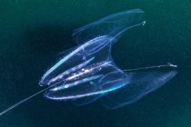 Leucothea jellyfish in dark sea water — Stock Photo