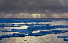 Острів пінгвінів в Південний океан — стокове фото