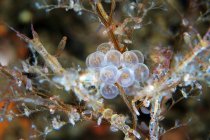 Clupea pallasii uova su alghe marine — Foto stock
