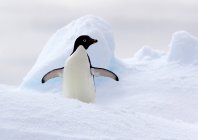 Penguin standing on ice floe — Stock Photo