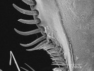 Spine di coscia di scarabeo con regola in scala — Foto stock