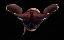 Limacina helicina caracol de mar en negro - foto de stock