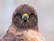 Falco coda rossa guardando la fotocamera — Foto stock
