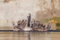 Pelicano marrom espirrando na água — Fotografia de Stock