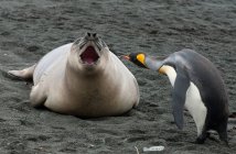 Pingüino rey de pie cerca de la foca elefante - foto de stock