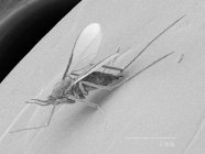 Gall midge with scaled rule — Stock Photo