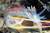 Coryphella verrucosa Meeresschnecke auf Muschel — Stockfoto