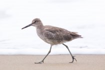 Птица, гуляющая по песчаному пляжу — стоковое фото