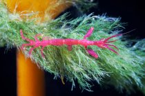 Caprella septentrionalis auf grünem Zweig — Stockfoto