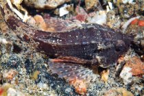 Agonus cataphractus on seabed — Stock Photo