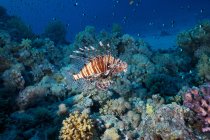 Pesce leone rosso galleggiante sott'acqua — Foto stock