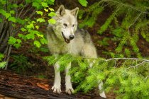 Grauer Wolf steht auf Baum — Stockfoto