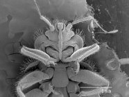 Bug pipistrello con regola in scala — Foto stock