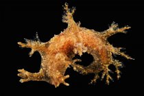 Dendronotus frondosus sea slug — Stock Photo