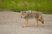 Coyote che cammina sulla sabbia — Foto stock
