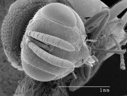 Testa di vespa con regola in scala — Foto stock