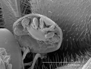 Mite on beetle with scaled rule — Stock Photo